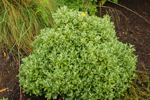 Brachyglottis monroi 'Clarence', evergreen bush with silver and green leaves
